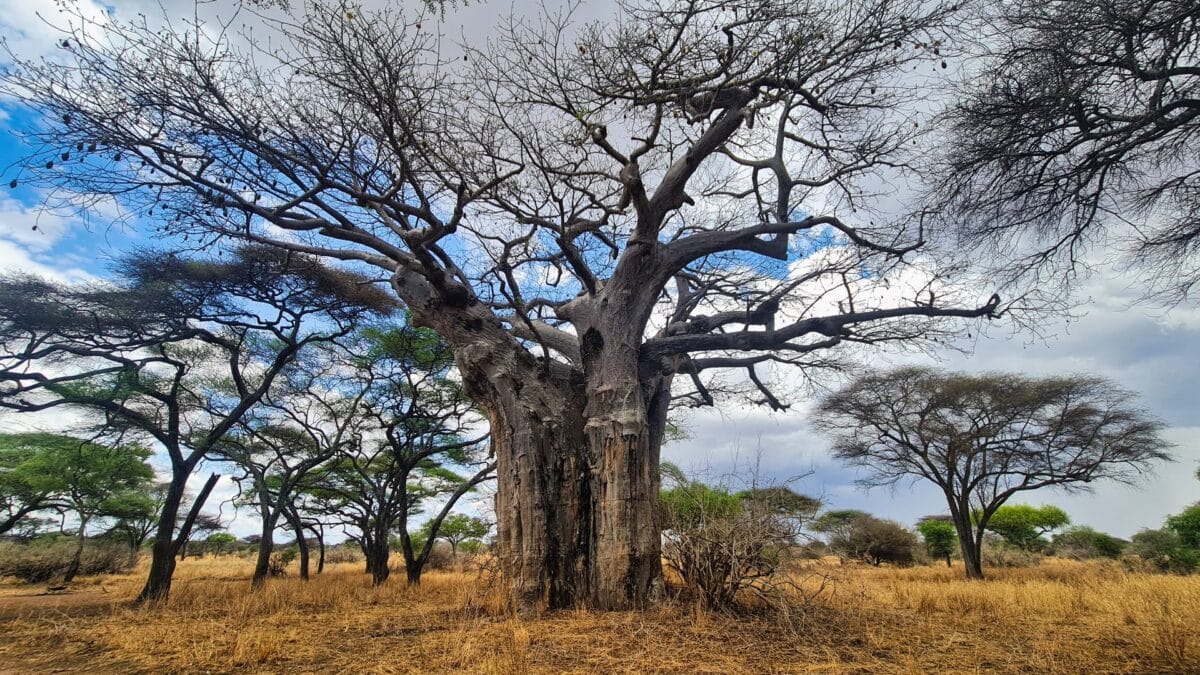 baobab tarangire