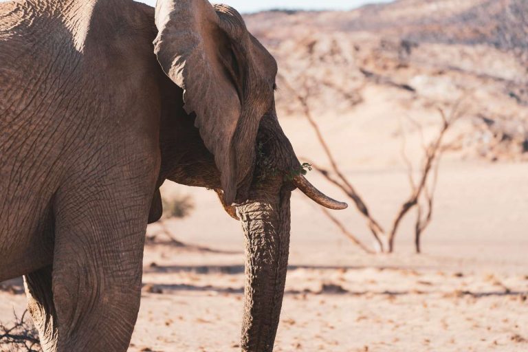 damaraland elefante