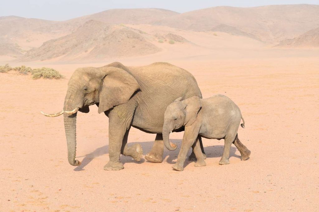 damaraland elefanti