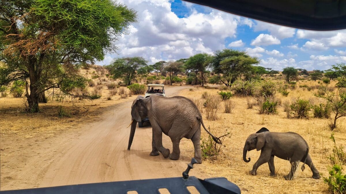 elefanti tarangire tanzania