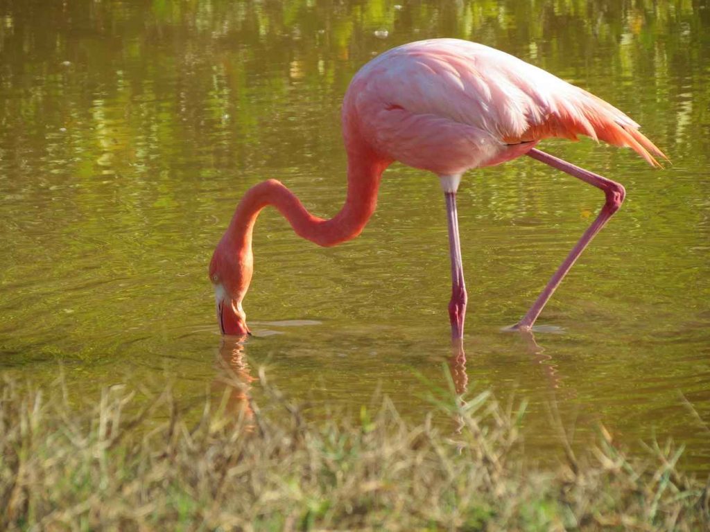 flamingo 255525 1920 1