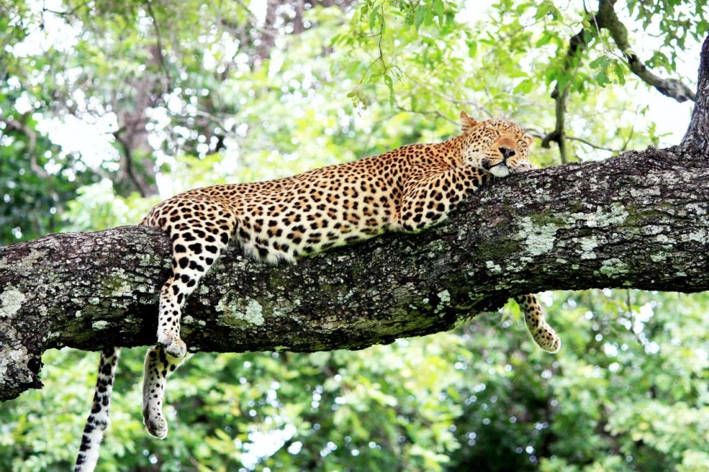 leopardo Luangwa National Park