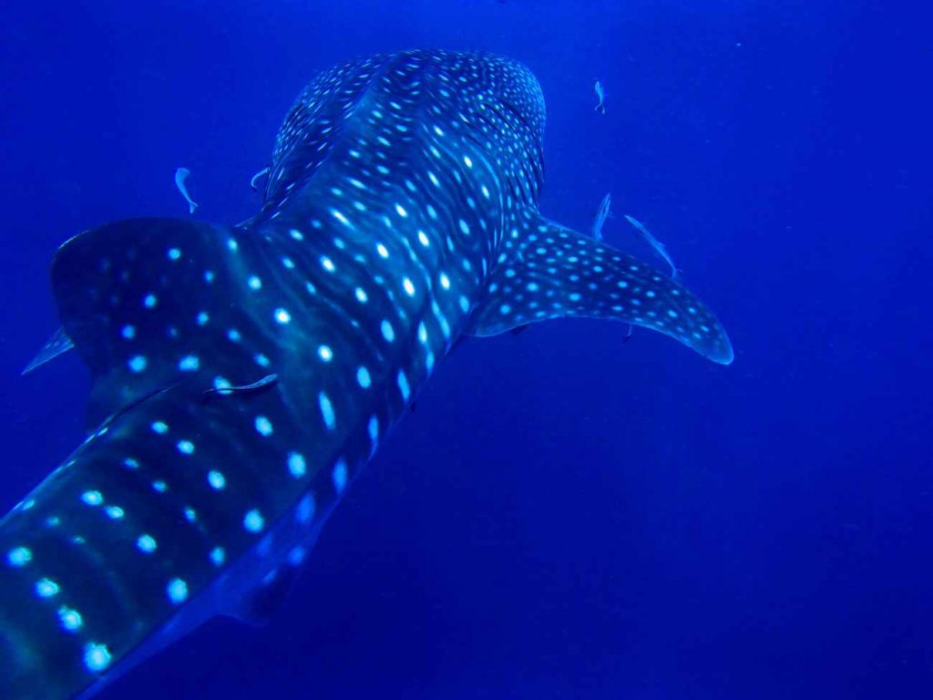 squalo balena tanzania