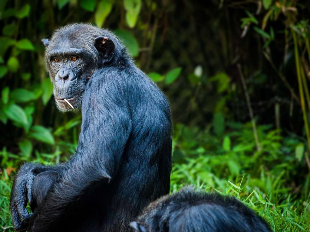 scimpanze tanzania