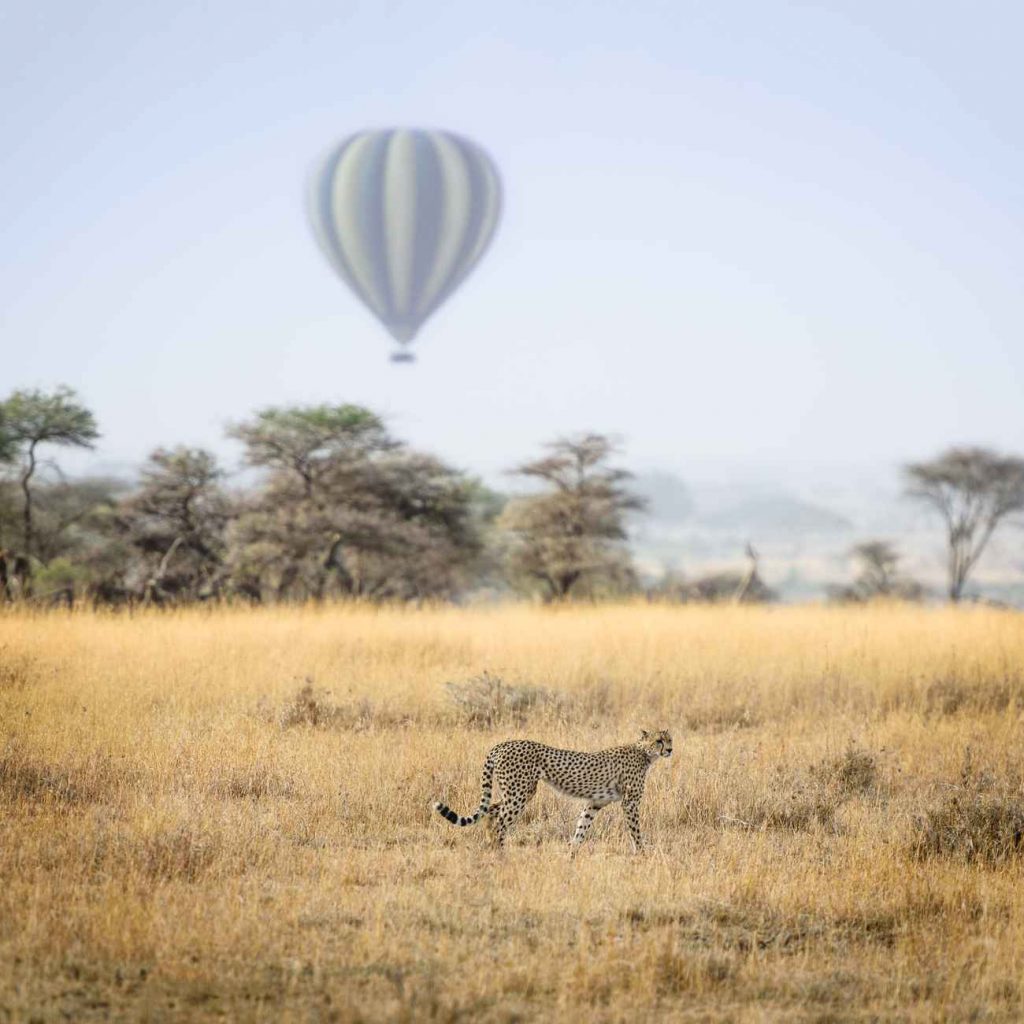 Leopardo avvistato durante un safari in Tanzania con hot baloon sullo sfondo