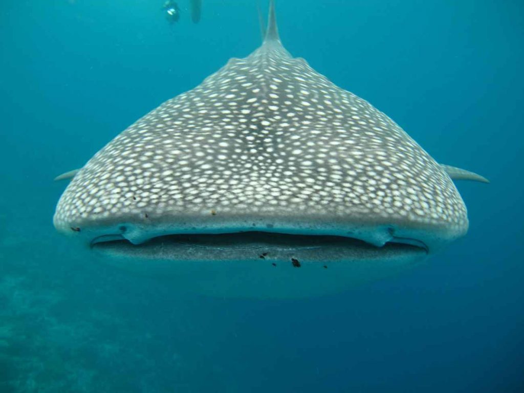 squalo balena maldive