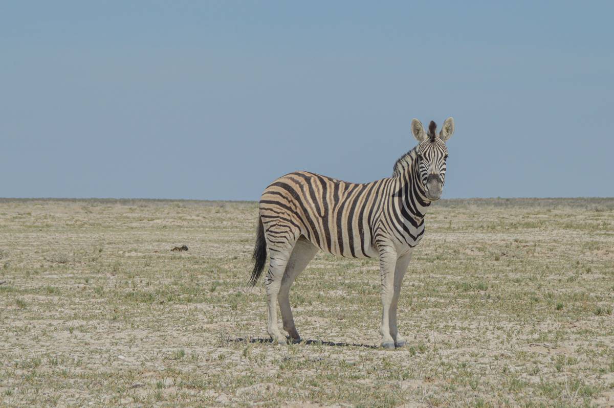 Zebra nel parco Etosha
