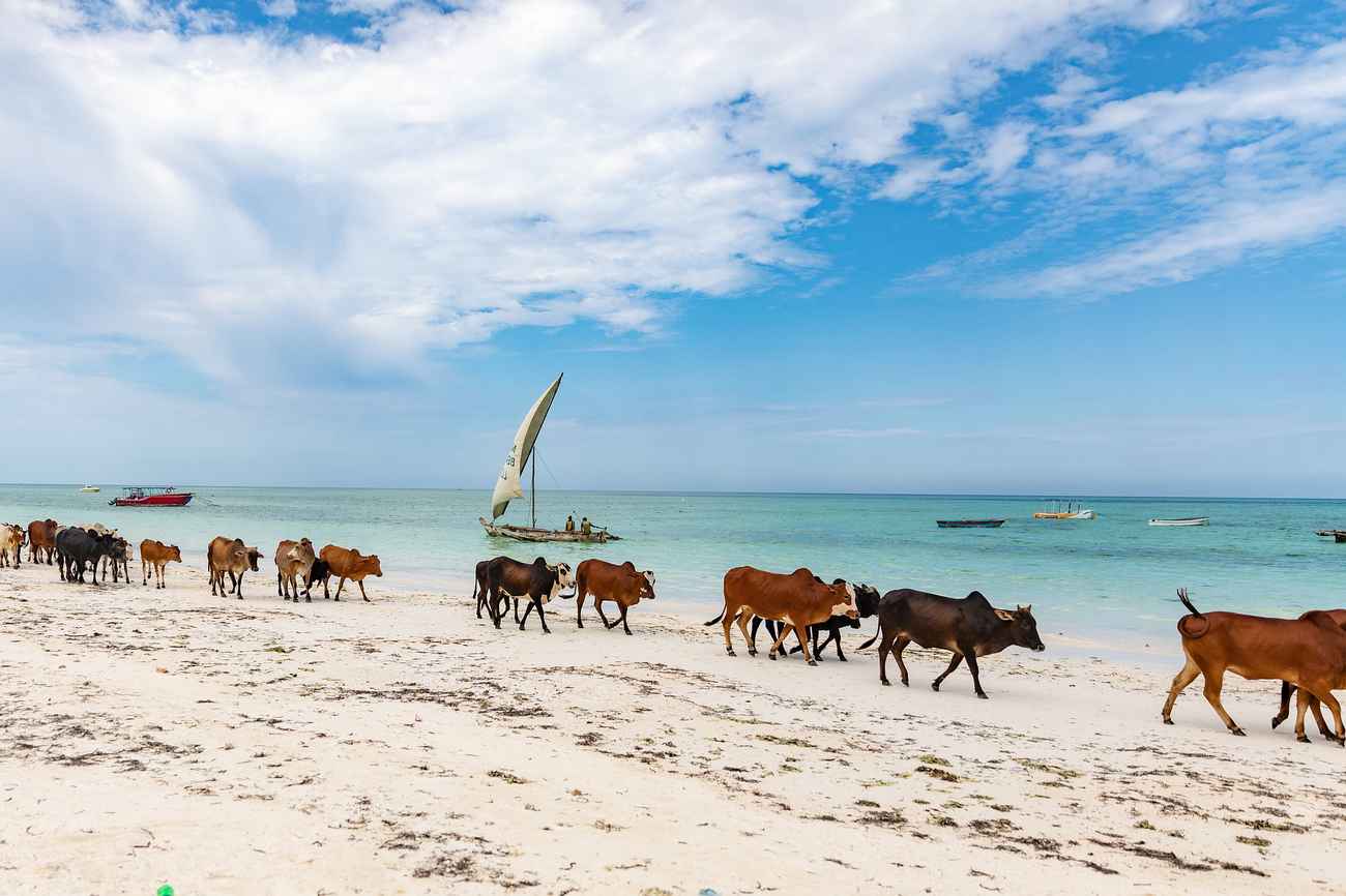 spiaggia di zanzibar con mucche