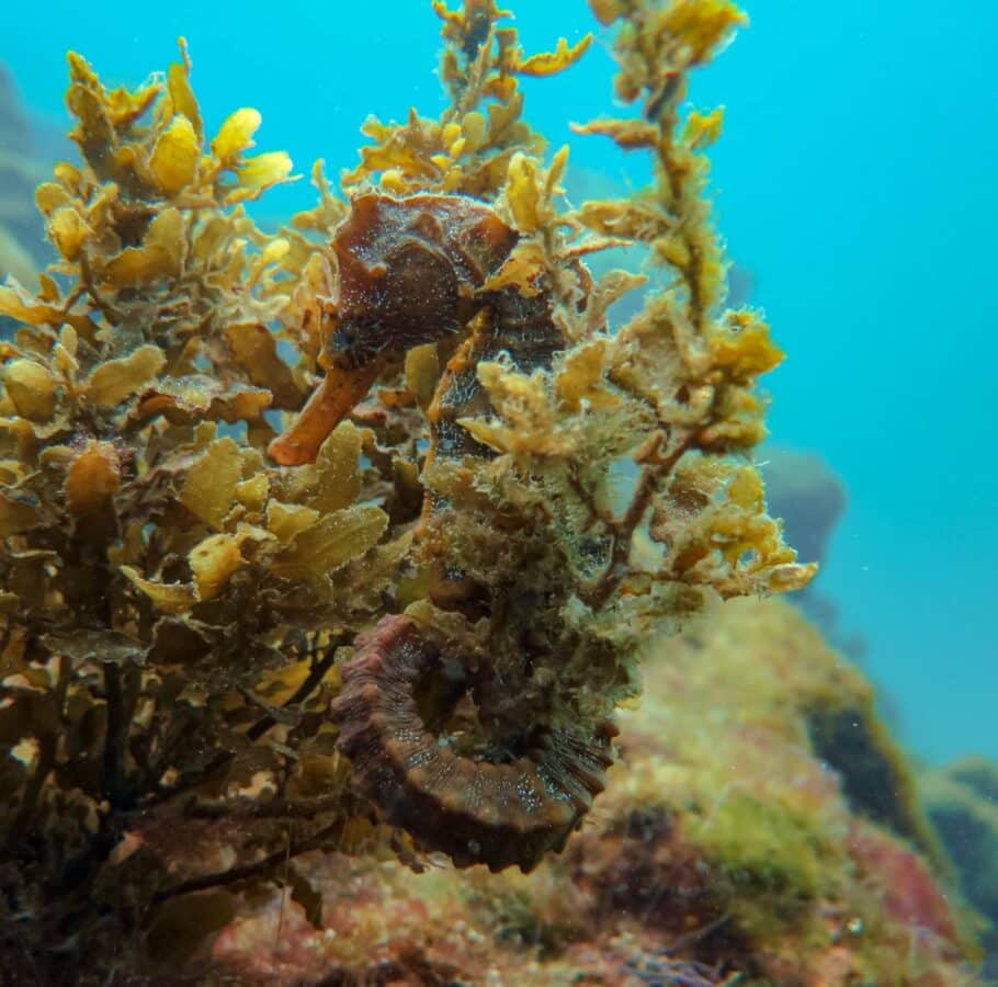 cavalluccio marino delle Galapagos