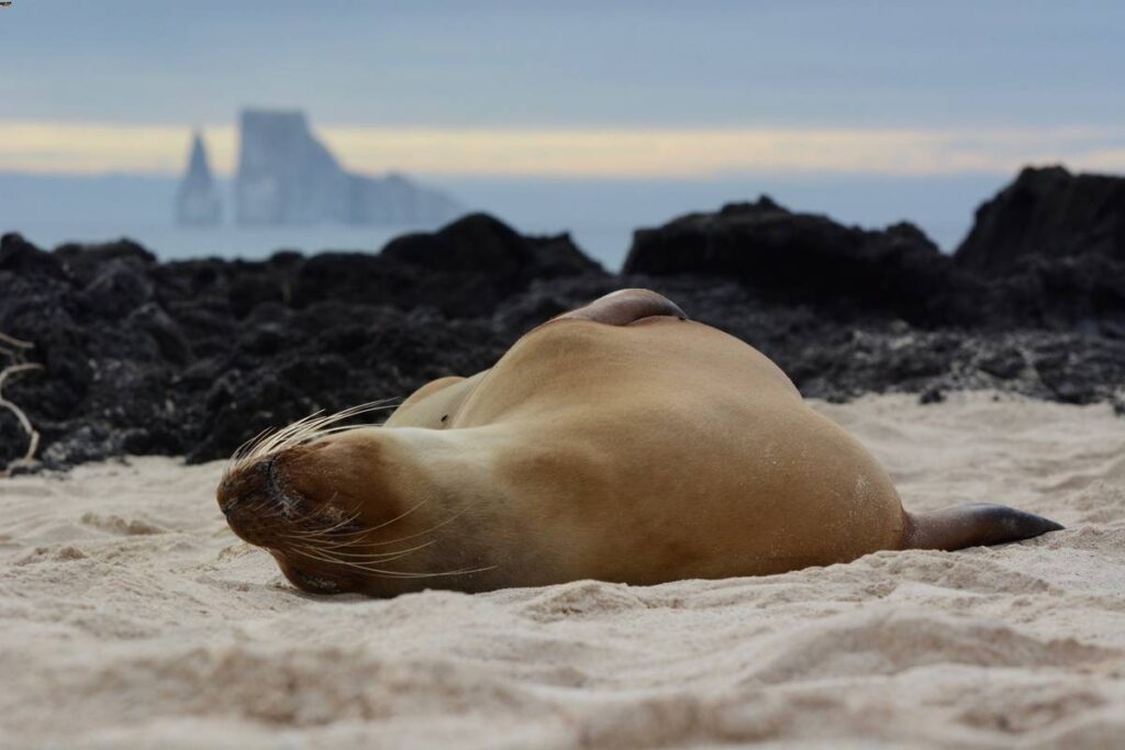 Leone marino delle isole Galapagos