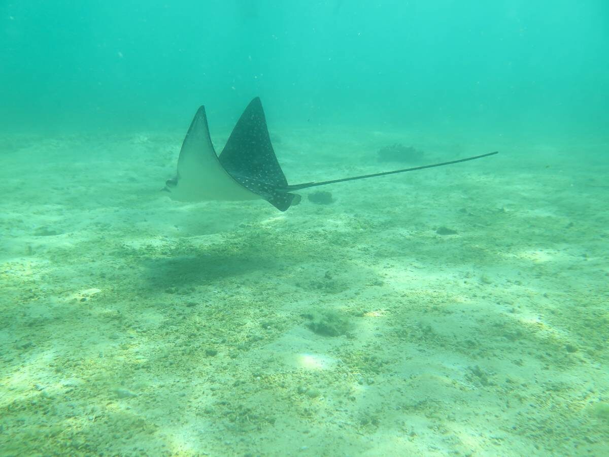 manta alle isole Galapagos