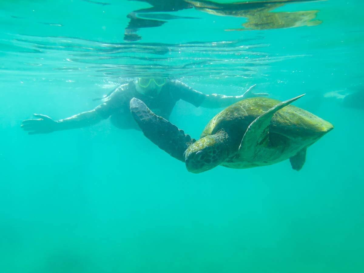 snorkeling con tartaruga marina alle Galapagos