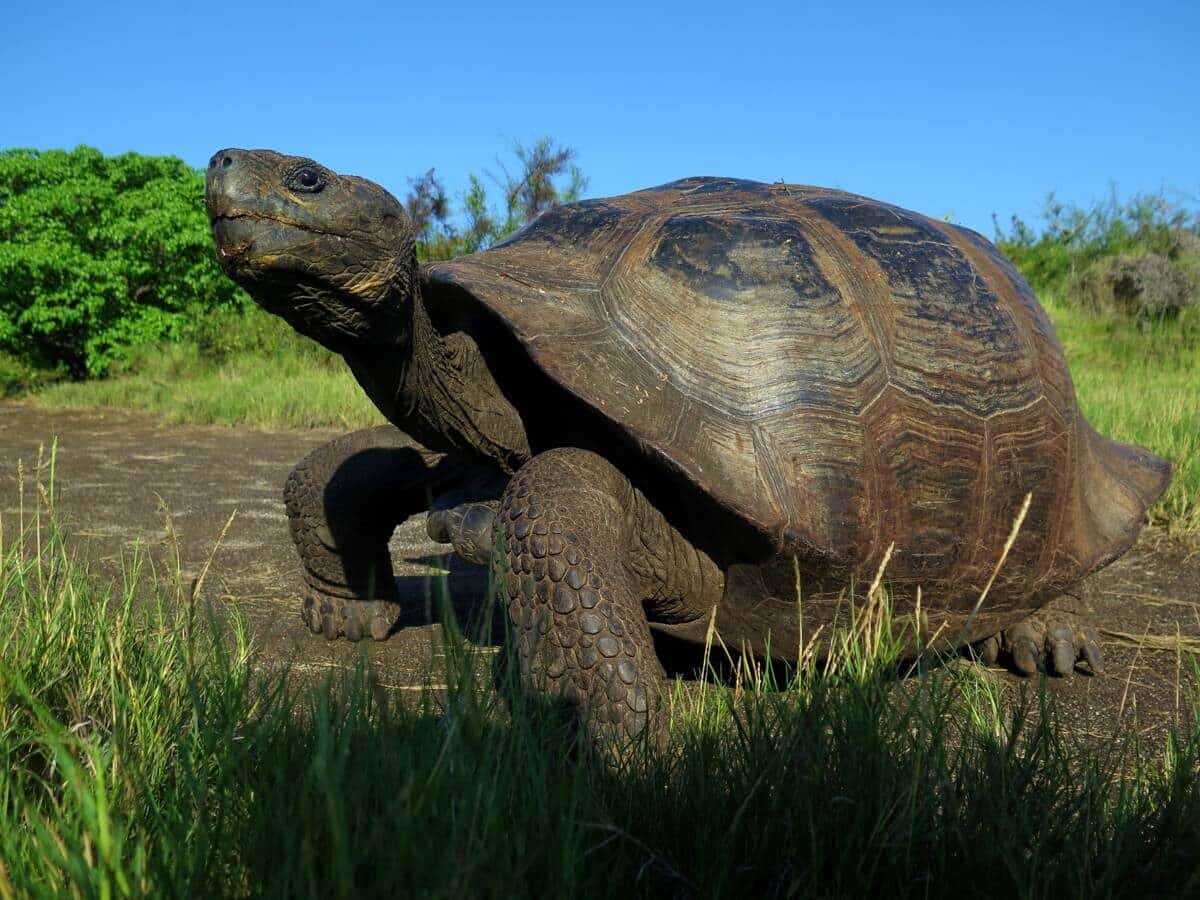 tartaruga gigante galapagos