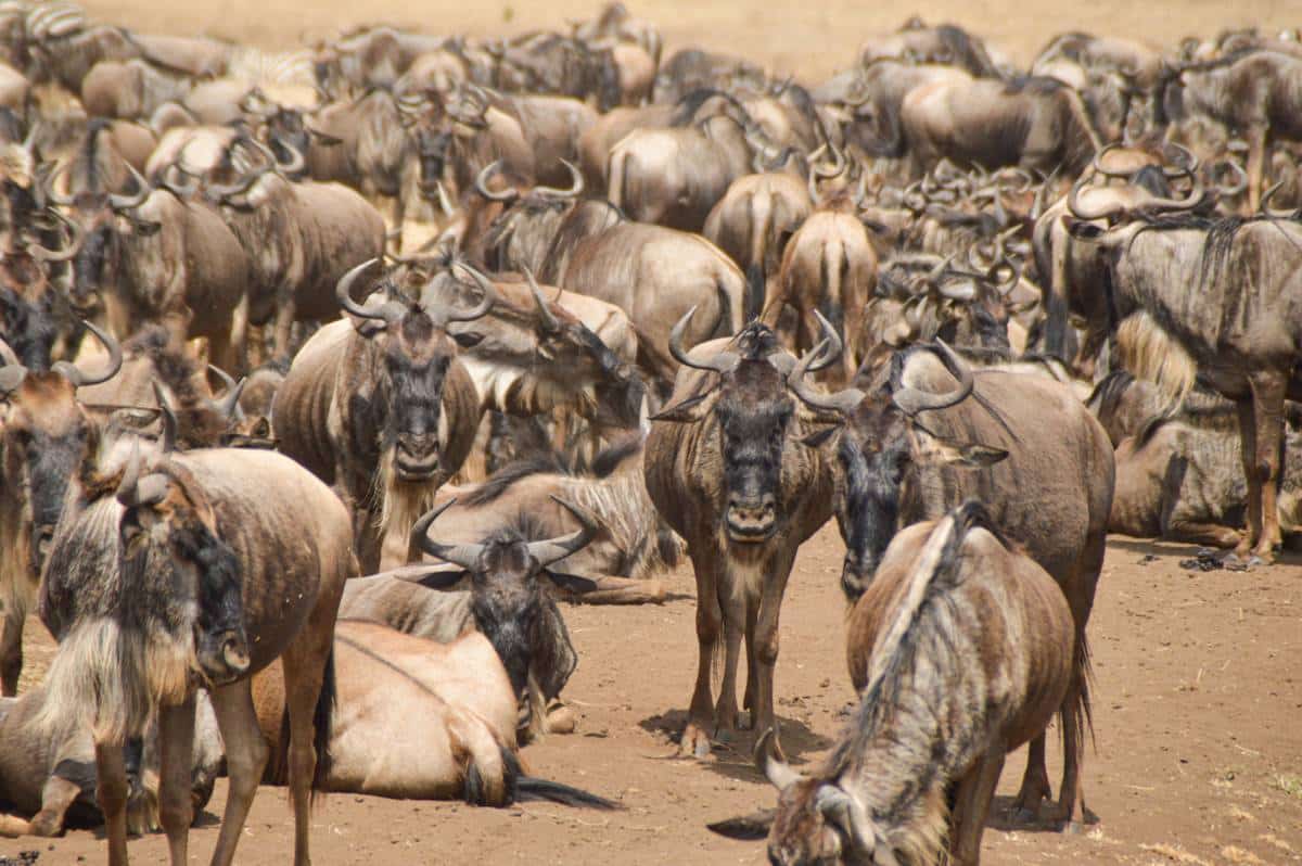 Gruppo di gnu nel Serengeti