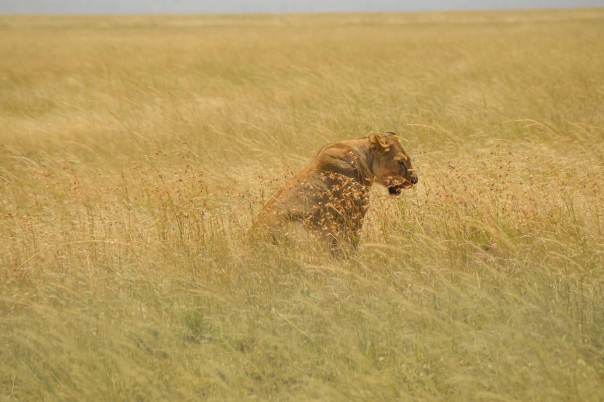 Leone nella savana del Serengeti