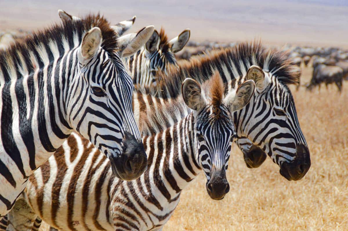 zebre nel cratere Ngorongoro