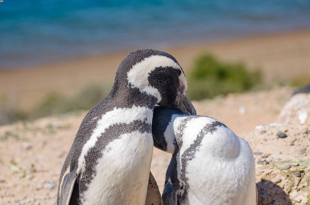 Pinguini alla Penisola de Valdes