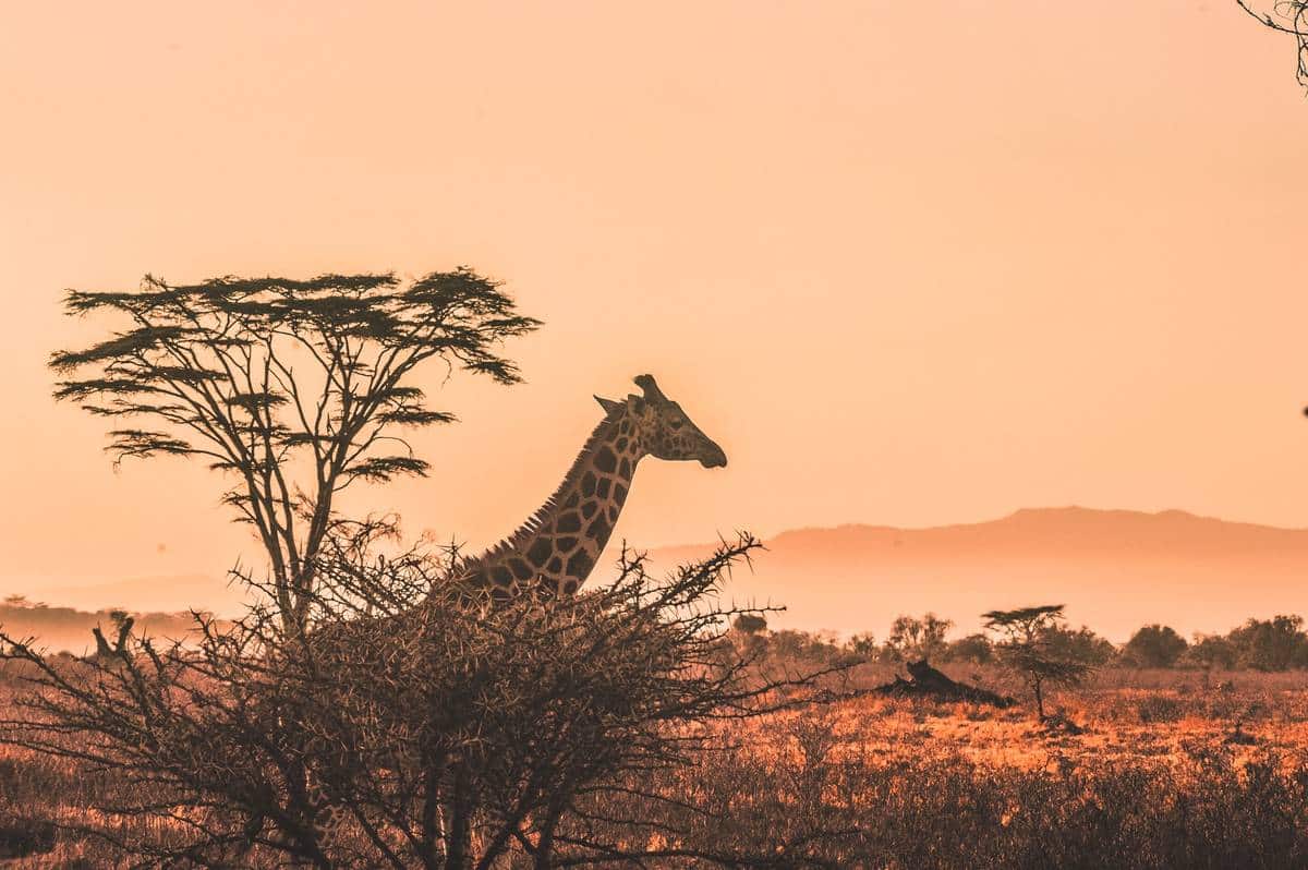 Giraffa parco safari Kenya