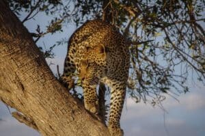 Leopardo su un albero in Kenya