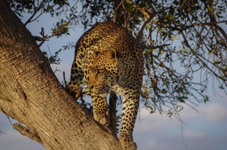 Leopardo su un albero in Kenya