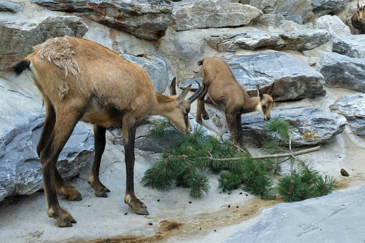 Stambecchi all'alpenzoo