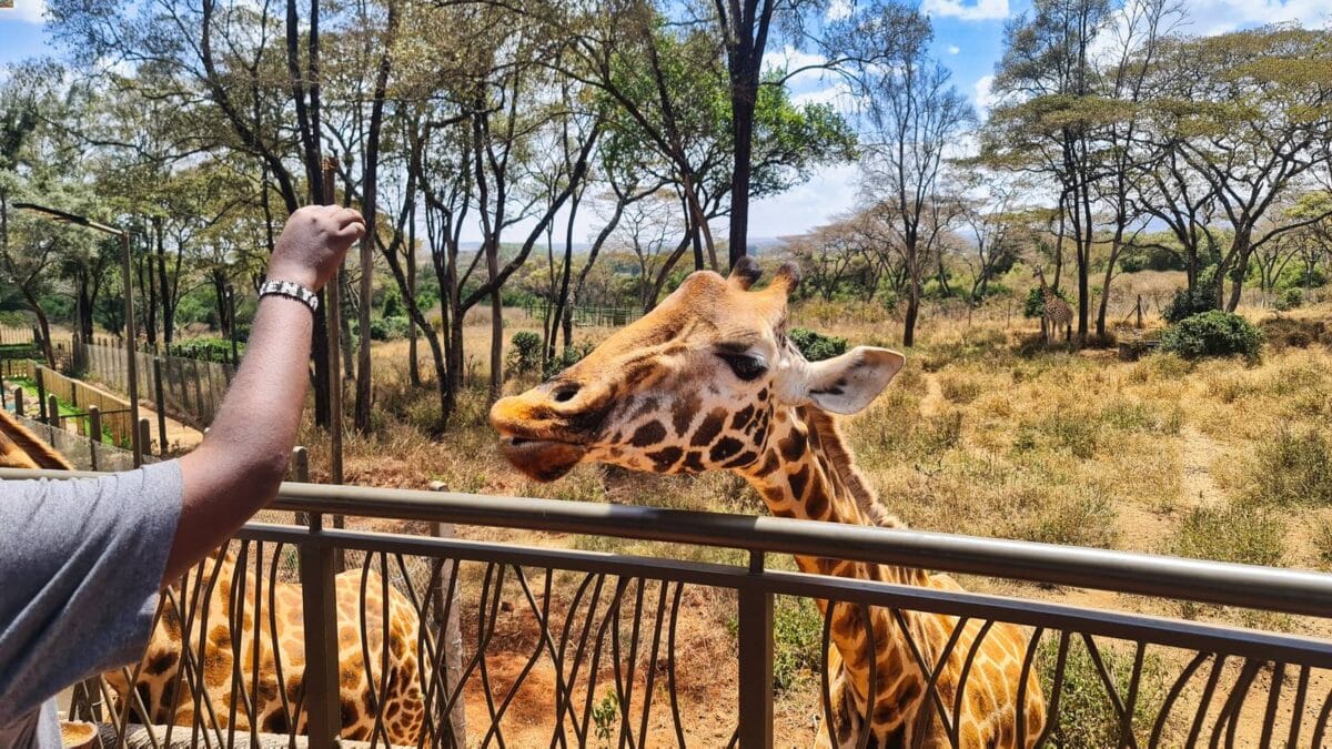 Centro delle giraffe a Nairobi