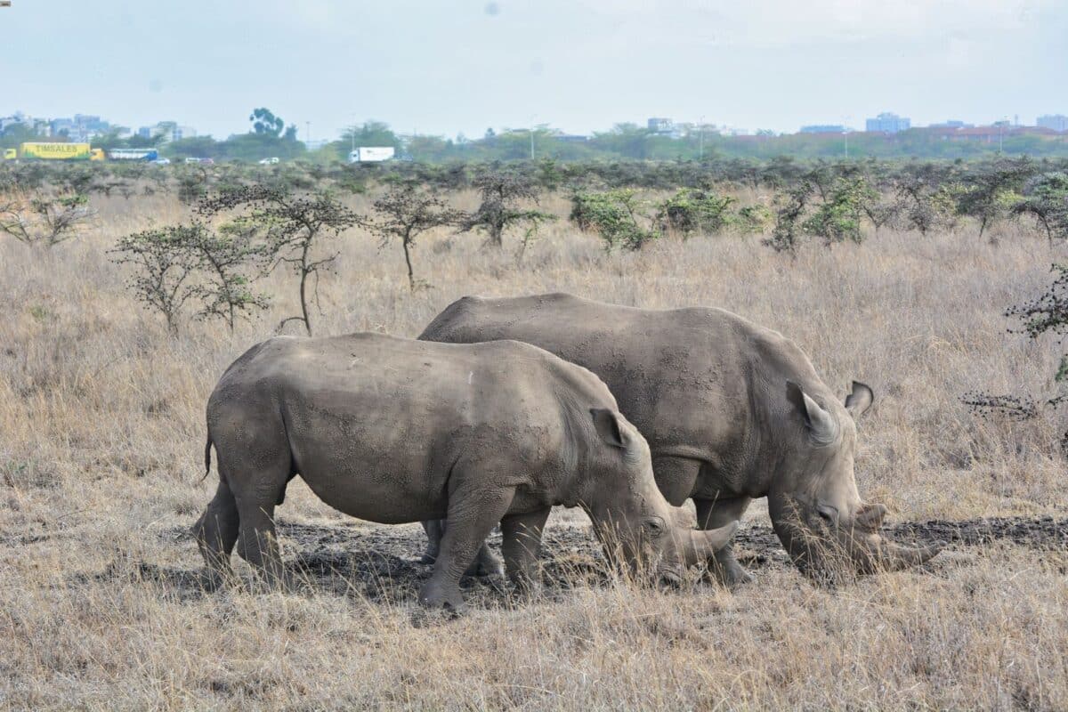 Rinoceronte Parco Nazionale Nairobi