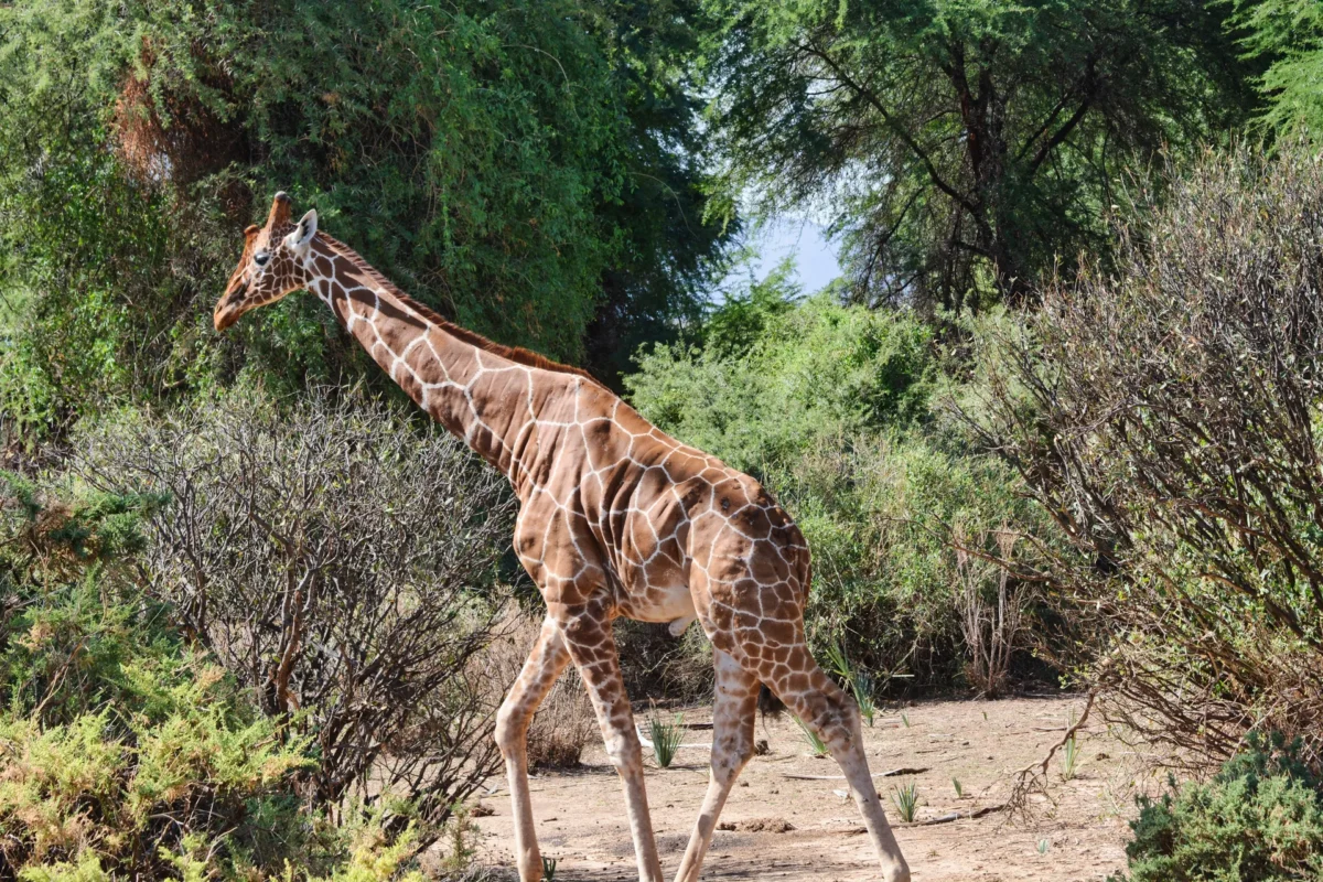 giraffa reticolata