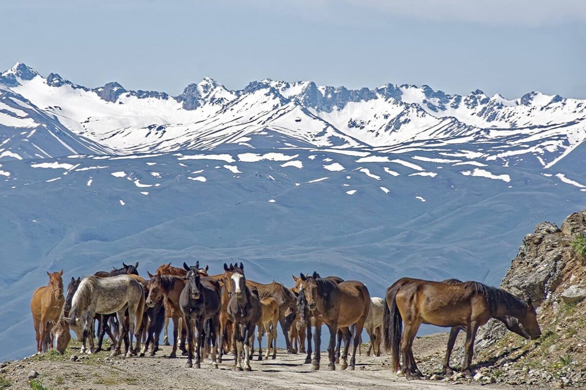cavalli Kirghizistan