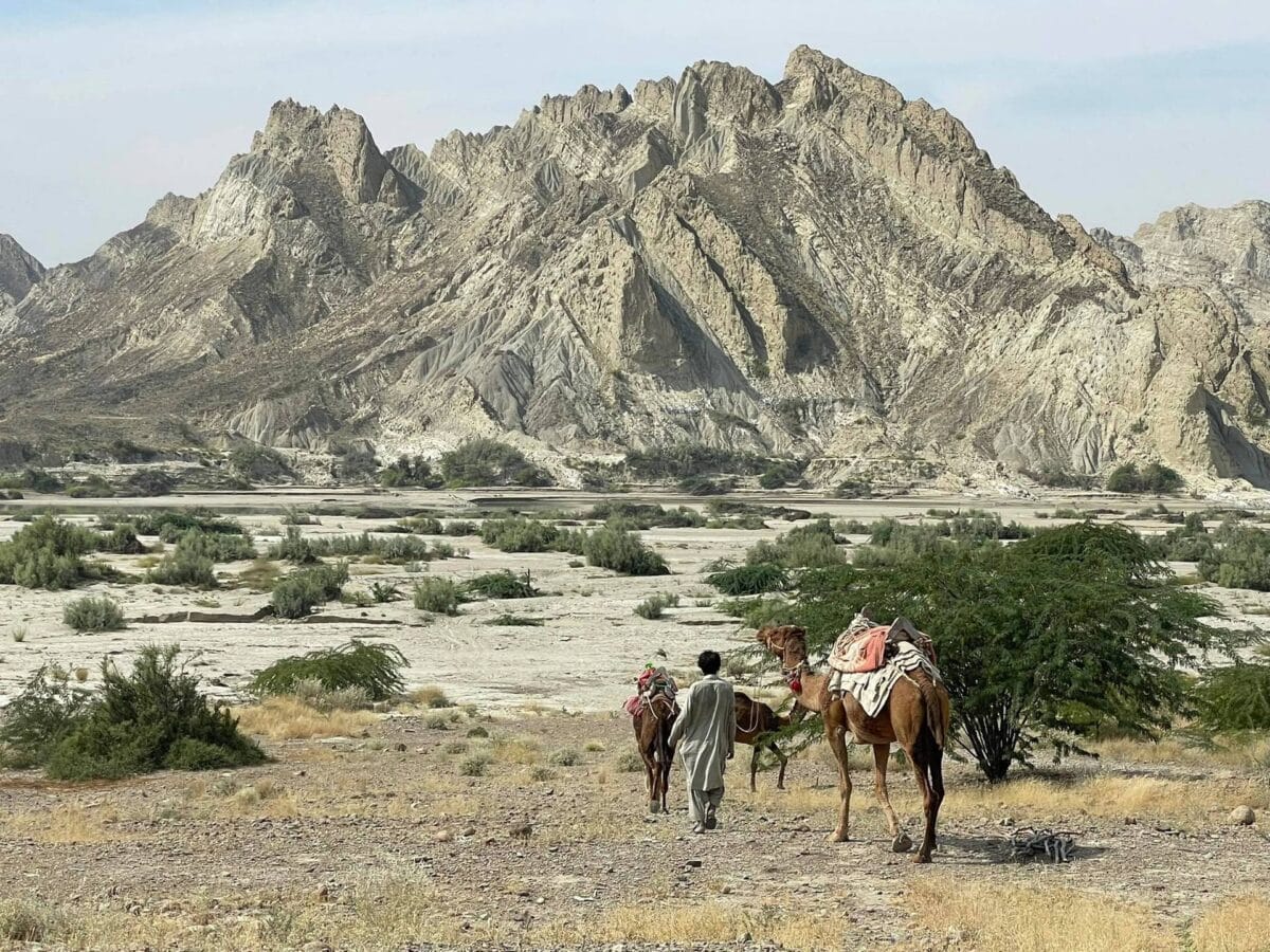 cammelli pakistan