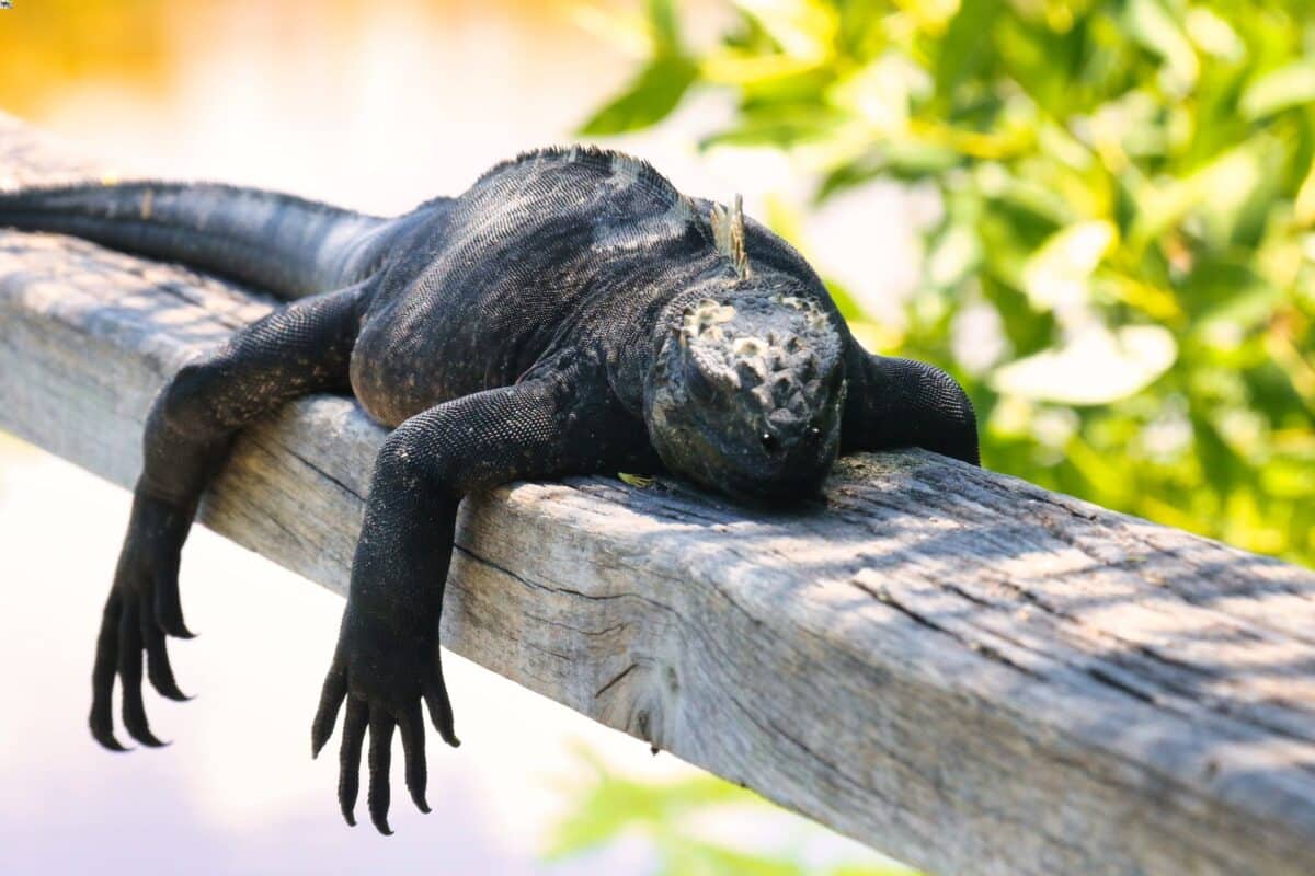 Iguana marina isole Galapagos