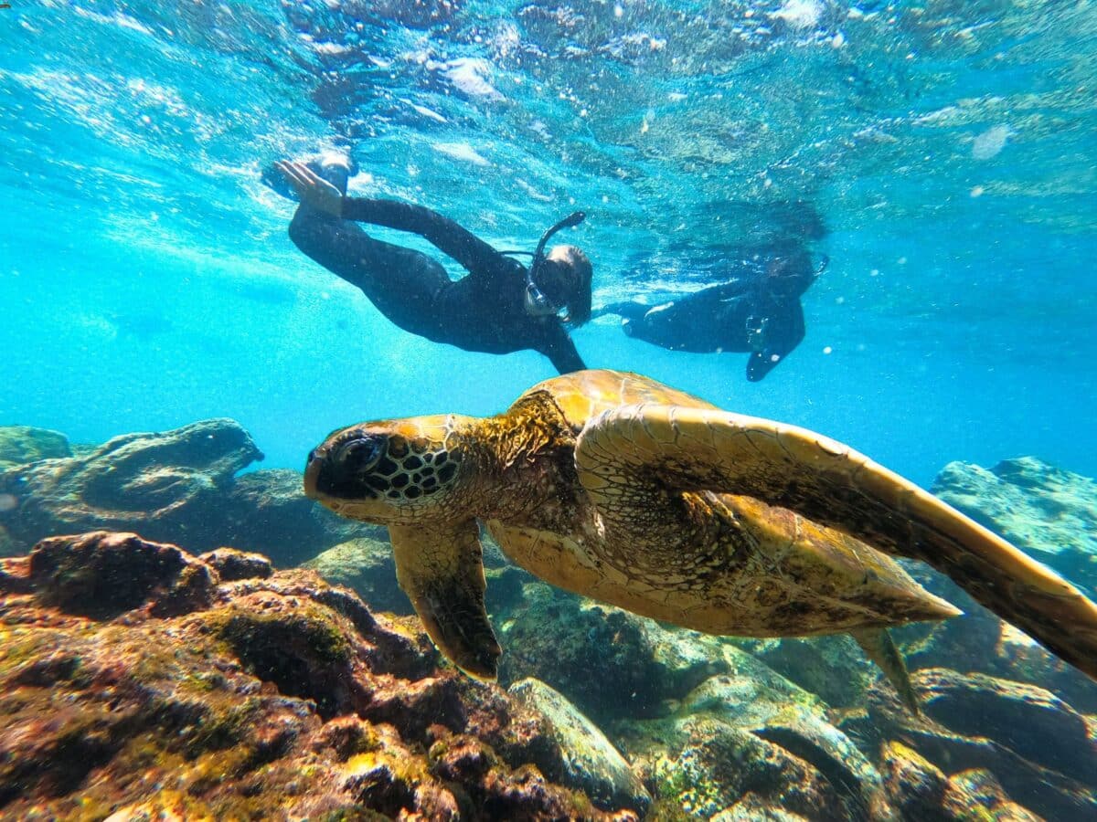 Snorkeling isole Galapagos