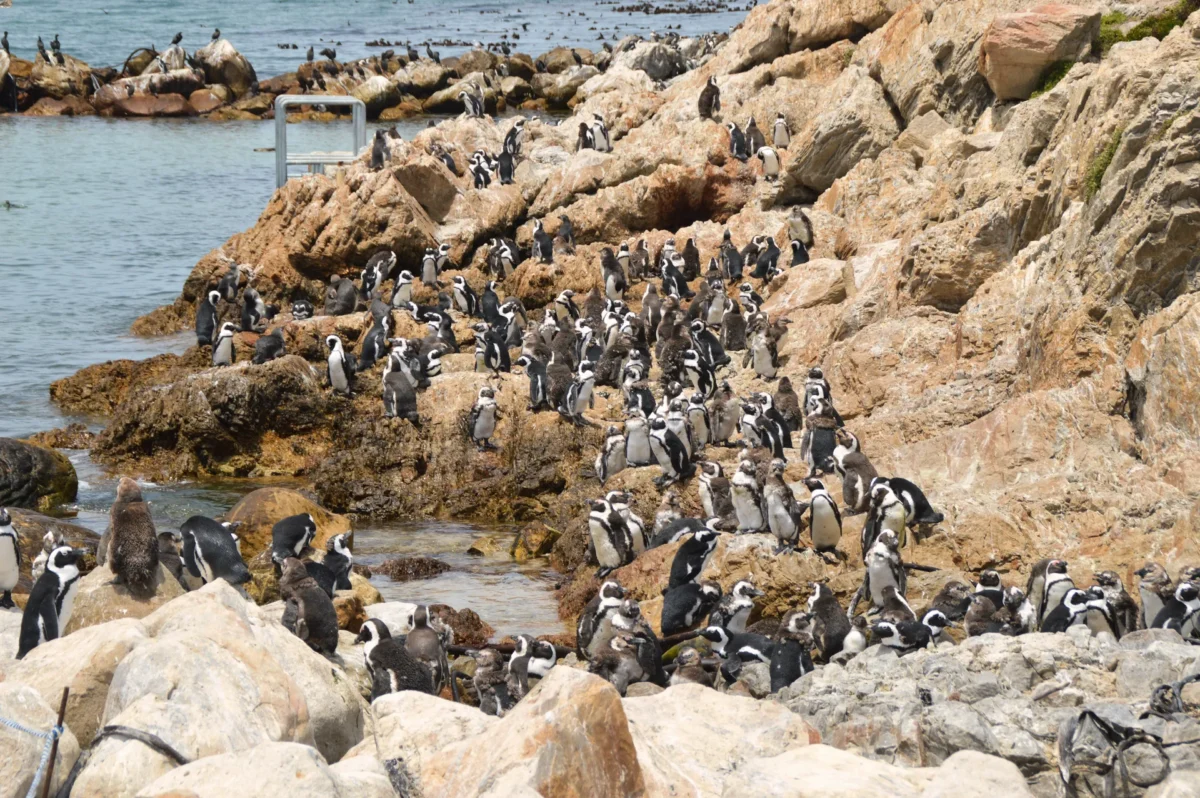 Pinguini a Betty's Bay