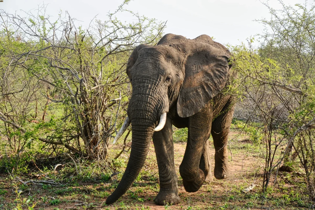 Elefante Parco Nazionale del Kruger