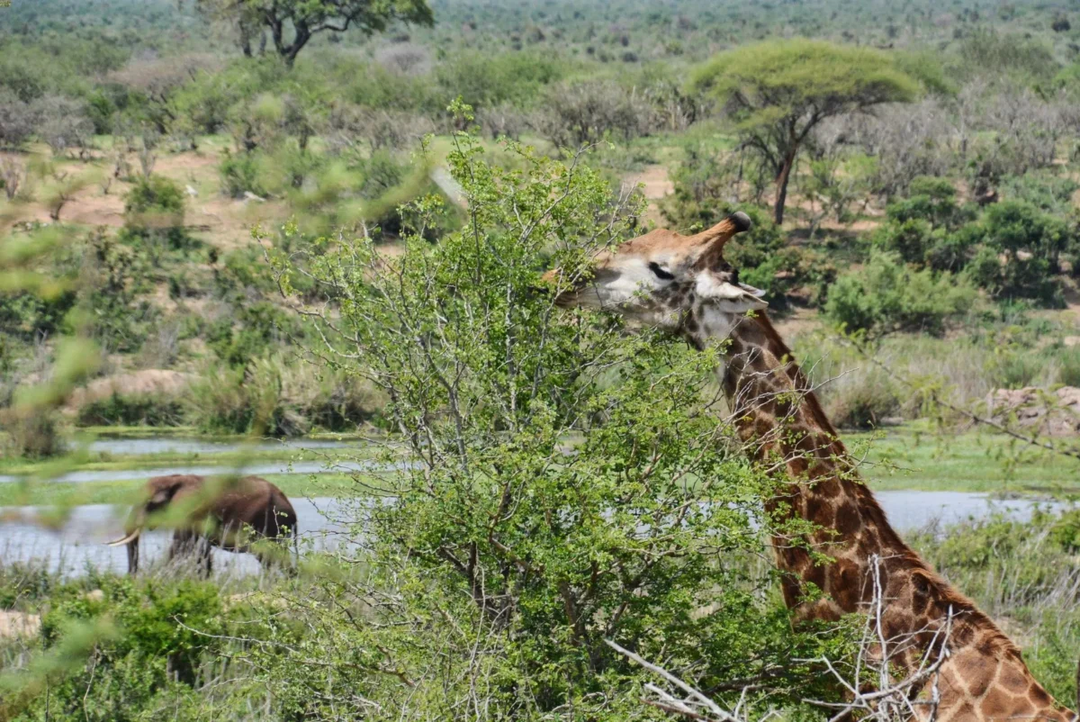 Giraffa ed Elefante Kruger