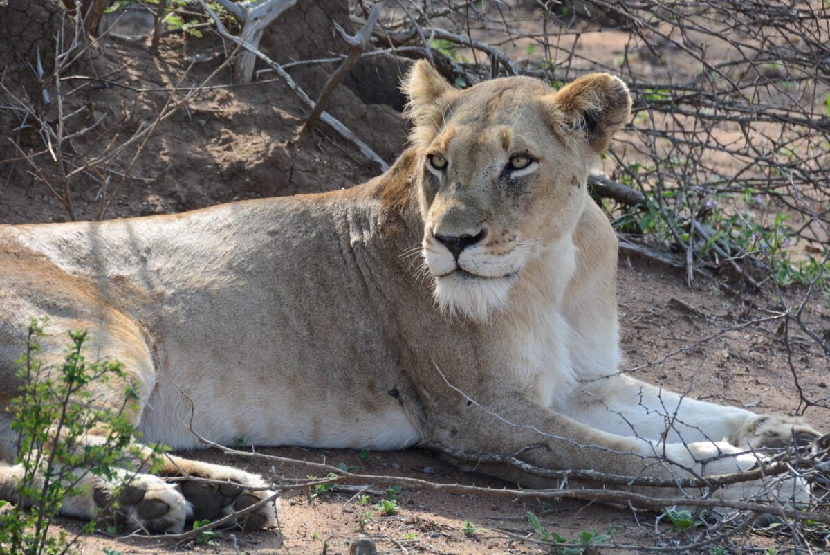 Leonessa nel Kruger National Park