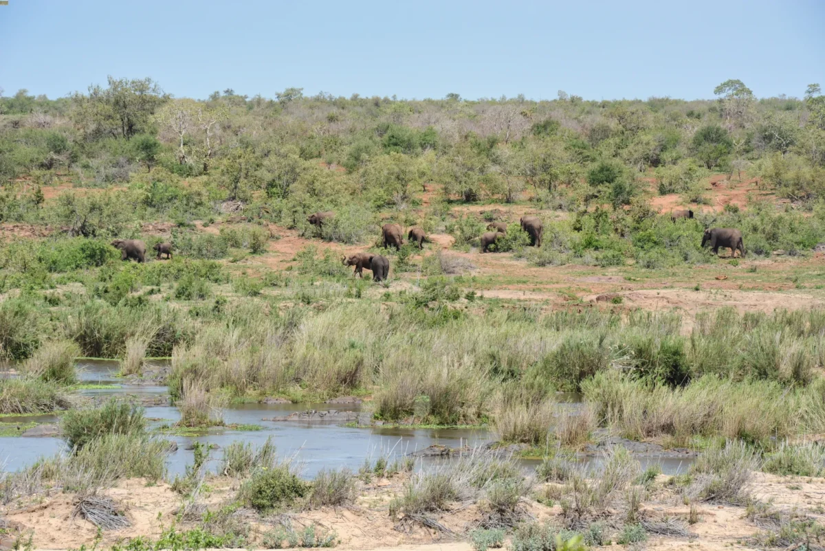 Mandrie di elefanti Kruger