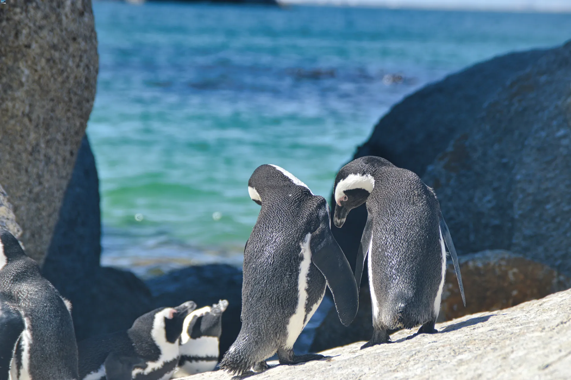 Pinguini Boulders beach