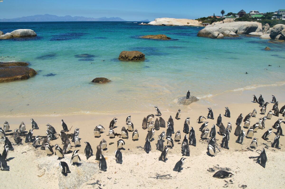 Pinguini in Sudafrica
