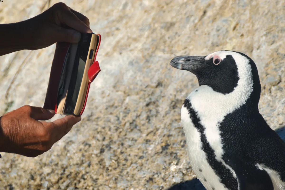 Pinguino e telefonino