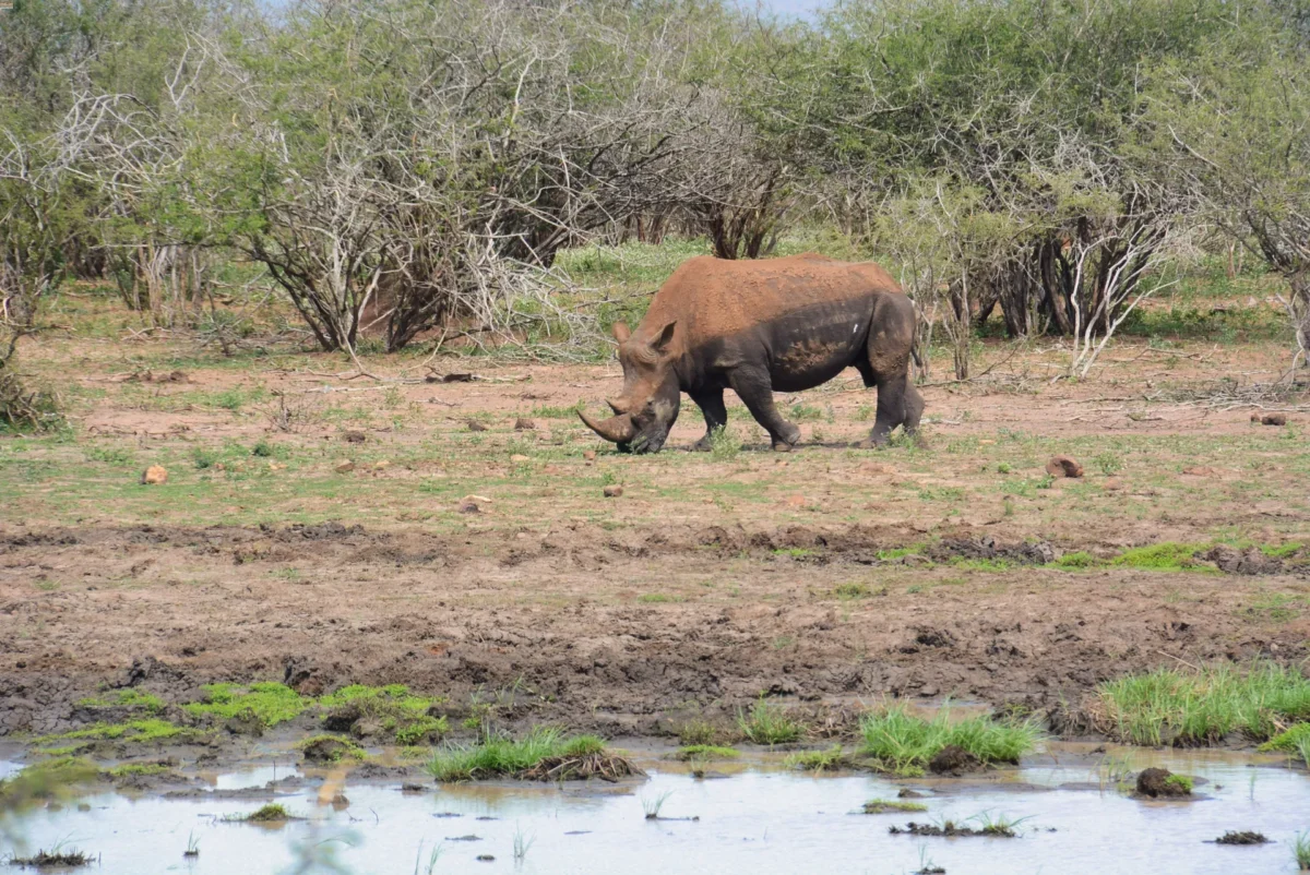 Rinoceronte nel Kruger