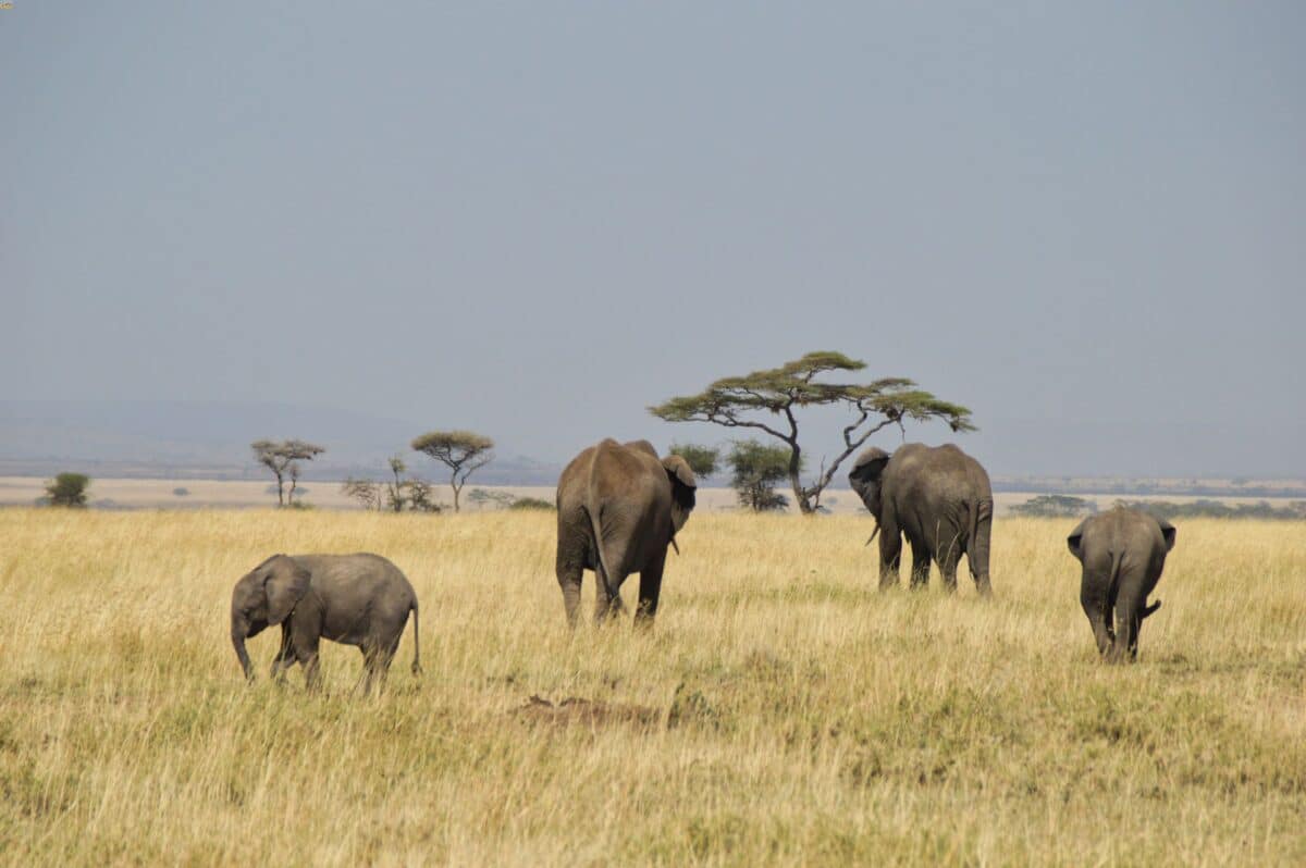 Elefanti Serengeti