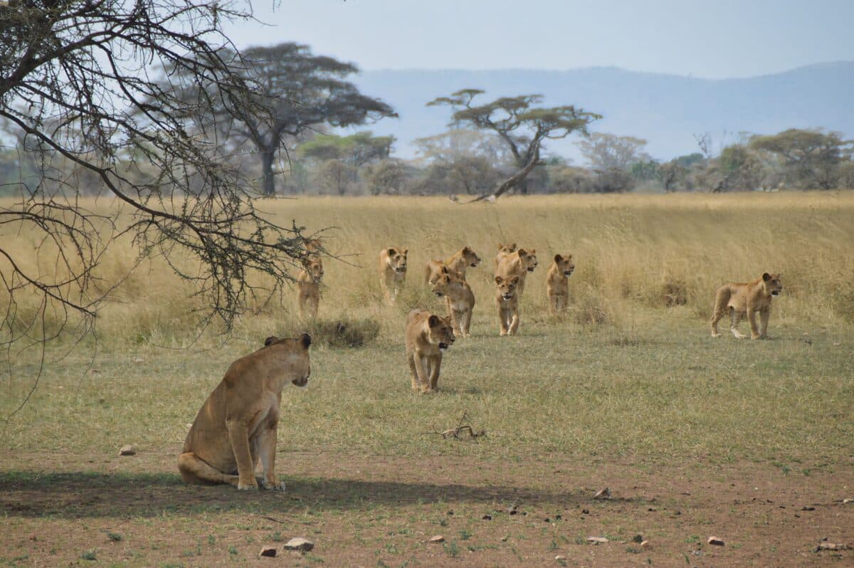 Famiglia leoni serengeti