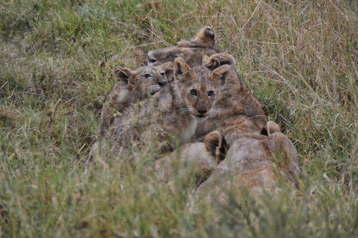 Leoncini Serengeti