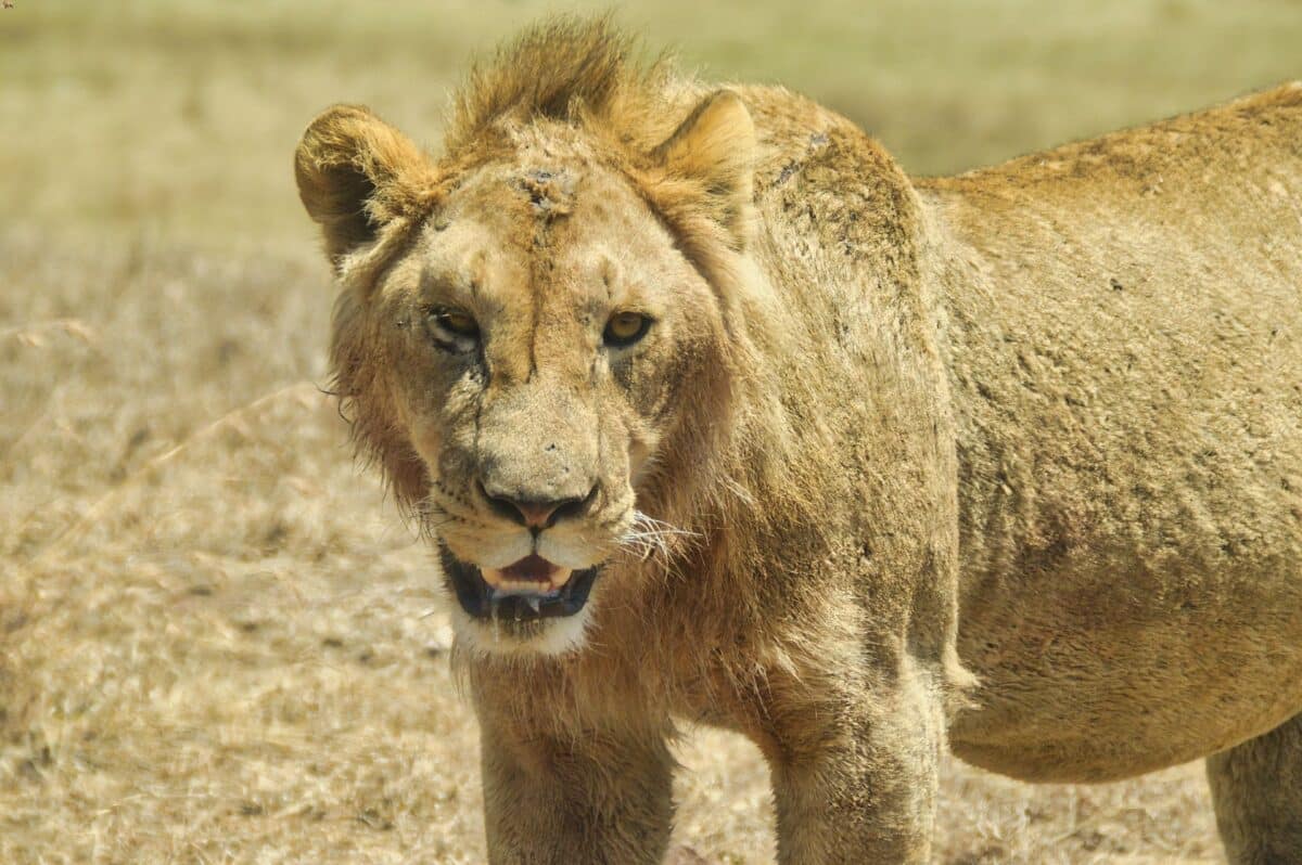 Leonessa Ngorongoro