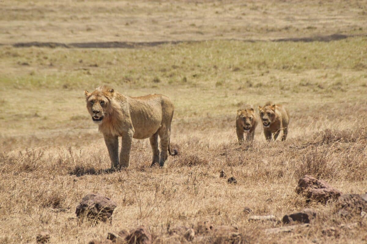 Leoni Ngorongoro