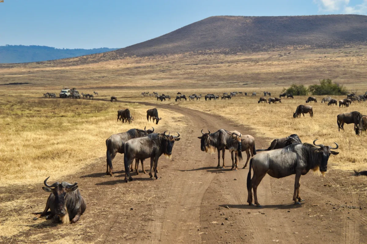 Mandria gnu tanzania