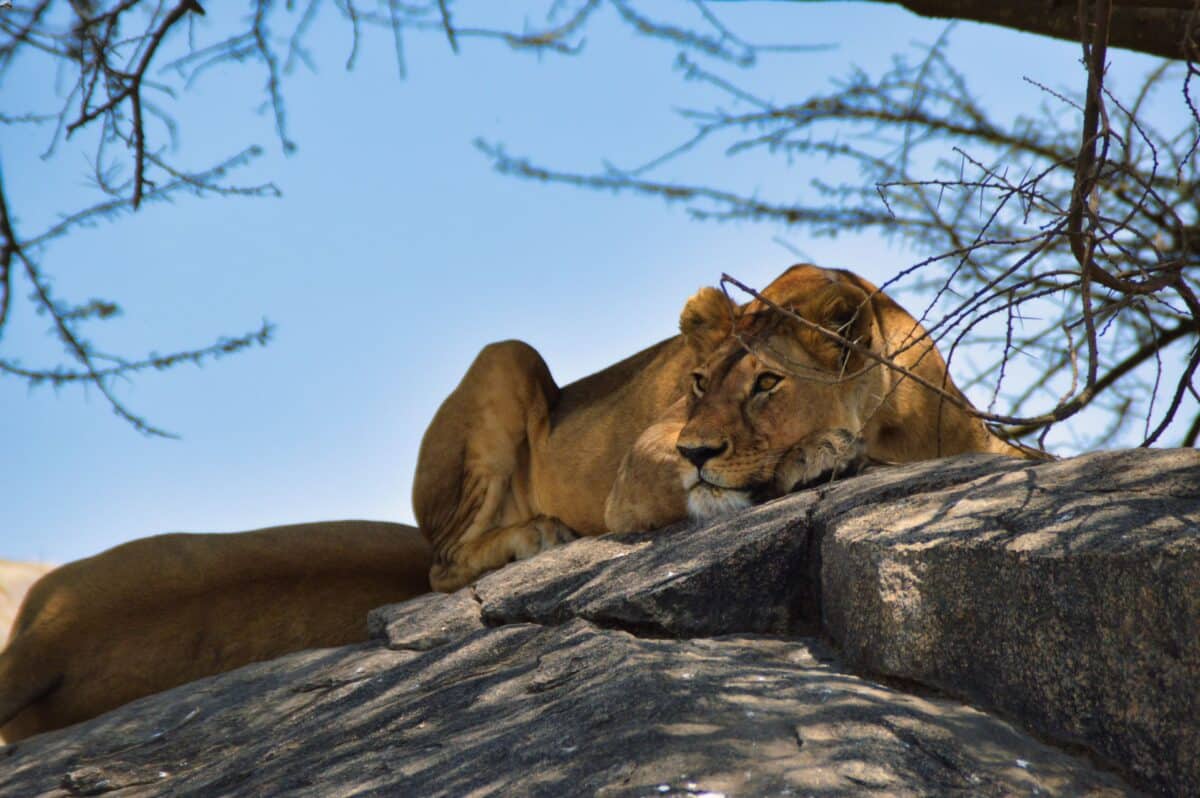 leonessa roccia serengeti