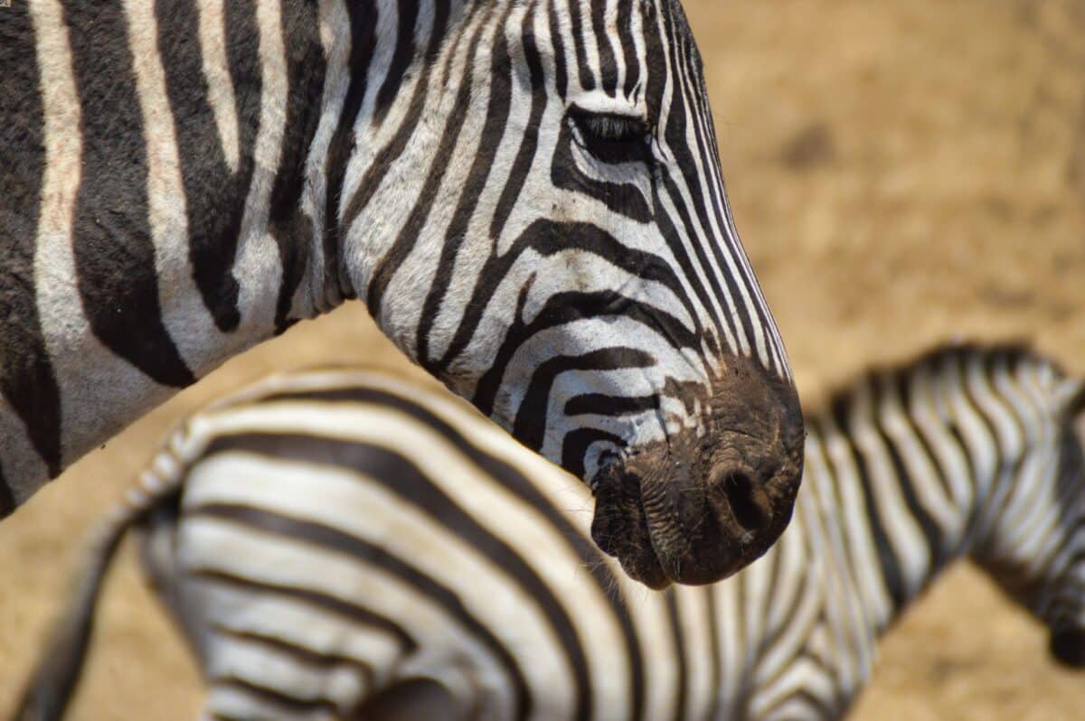 zebra faccia