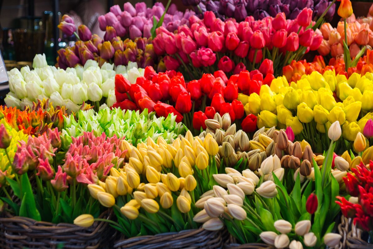 Mercato dei fiori ad Amsterdam